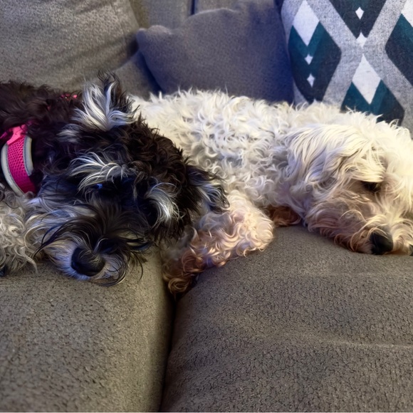 Meet your Posher, Julie - Picture 4 of 5